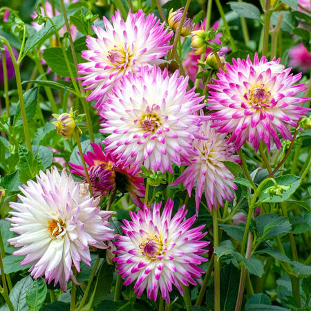 Dahlia Plant 'Hayley Jane'