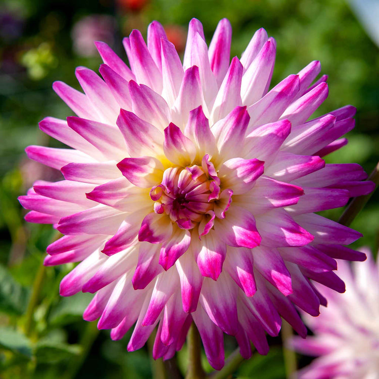 Dahlia Plant 'Hayley Jane'