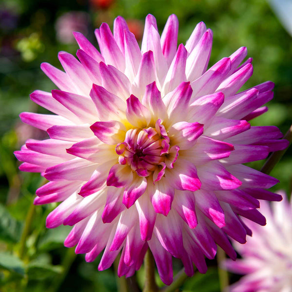 Dahlia Plant 'Hayley Jane'
