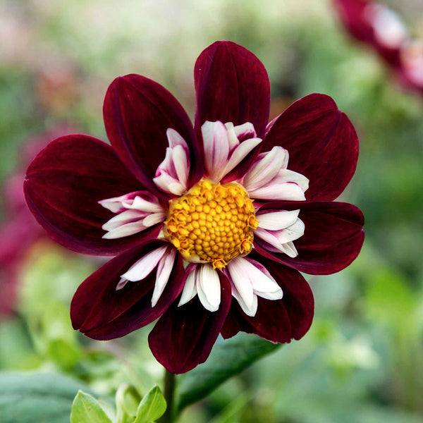 Dahlia Tuber 'Mary Evelyn'