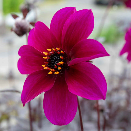 Dahlia Plant 'Mystic Wizard'