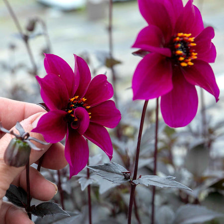 Dahlia Plant 'Mystic Wizard'