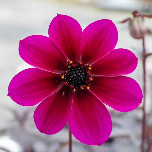 Dahlia Plant 'Mystic Wizard'