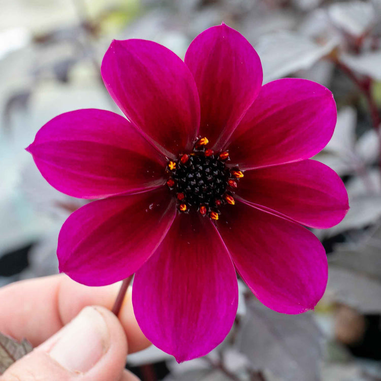 Dahlia Plant 'Mystic Wizard'