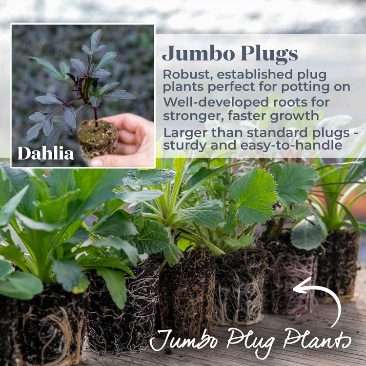 Dahlia Plant Mystic Collection