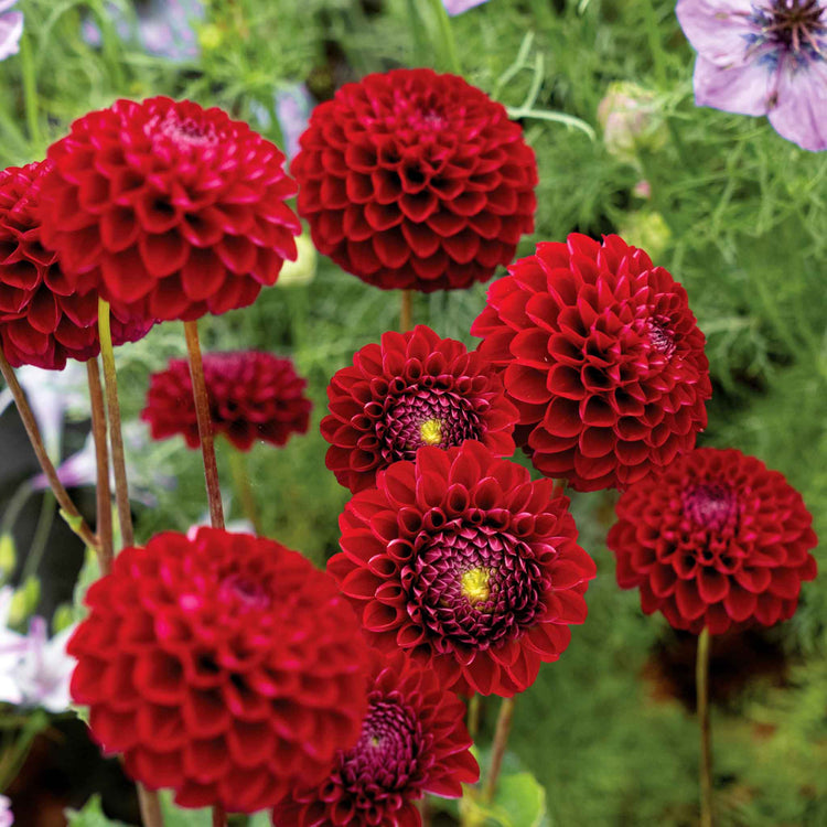 Dahlia Tuber 'Natal' Tuber