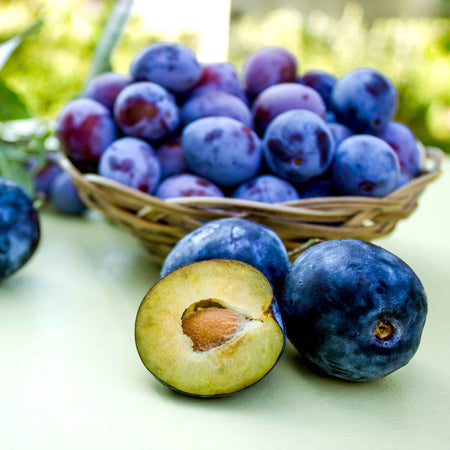 Damson 'Merryweather'