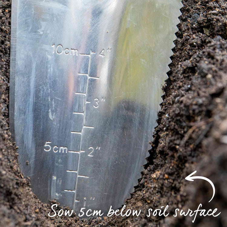 Broad Bean Seeds 'The Sutton'