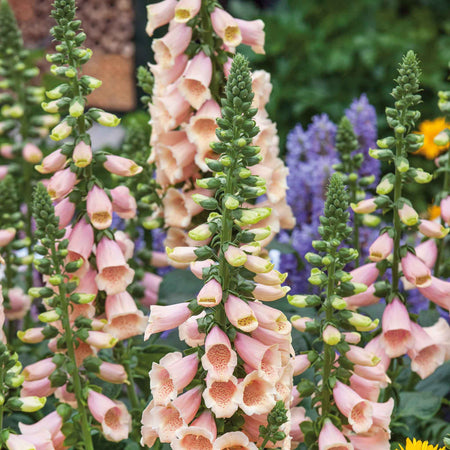 Digitalis 'Dalmatian Peach'