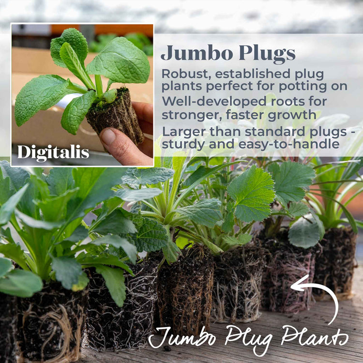 Digitalis 'Dalmatian Mix'