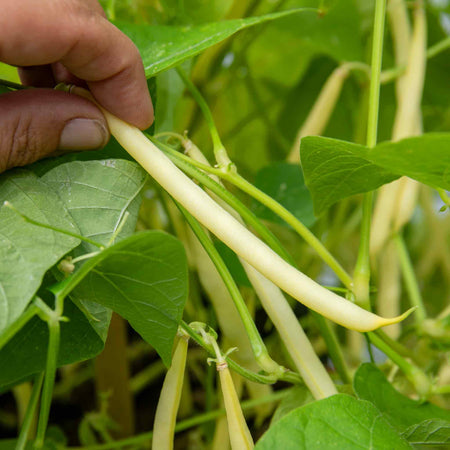 French Bean Dwarf Seeds 'Dorado'