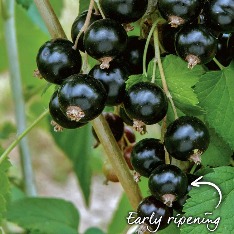 Blackcurrant Plant 'Ebony'