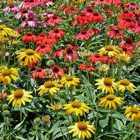 Echinacea 'Cheyenne Spirit'