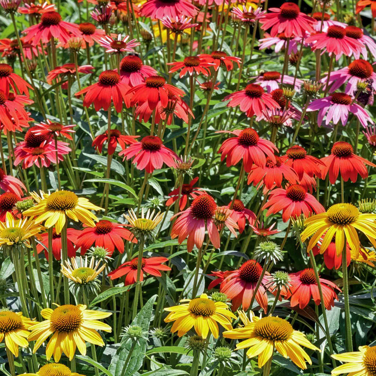 Echinacea 'Cheyenne Spirit'
