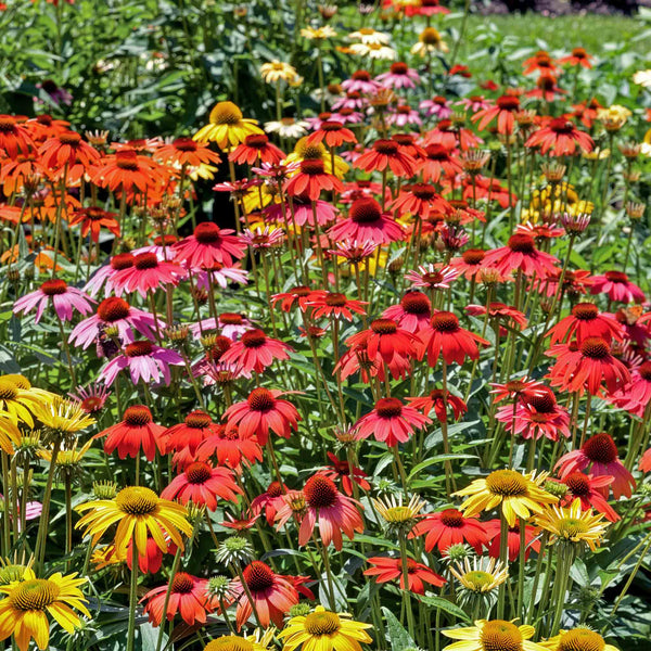 Echinacea Plant 'Cheyenne Spirit'