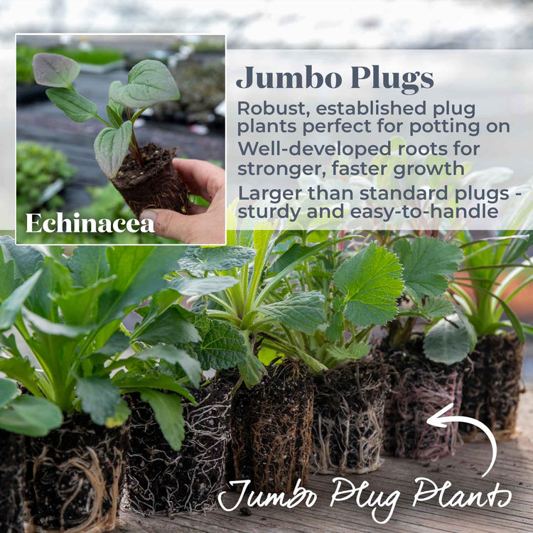 Echinacea 'Prima Saffron'