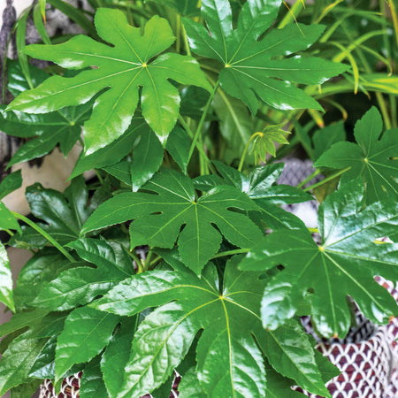 Fatsia japonica