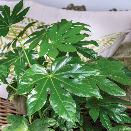 Fatsia japonica