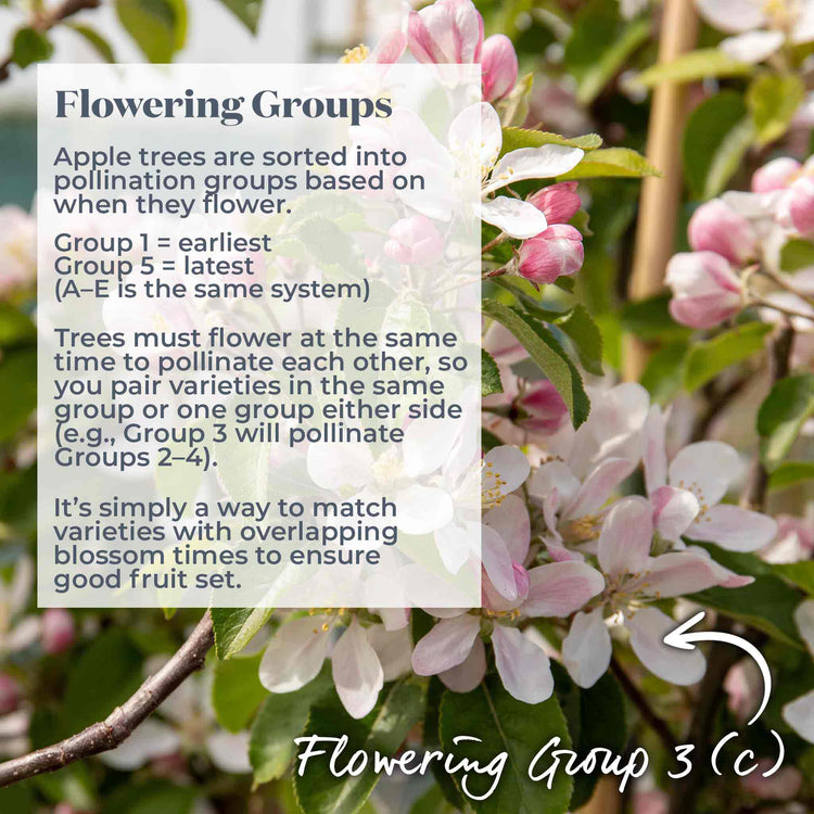 Apple Tree 'Greensleeves'