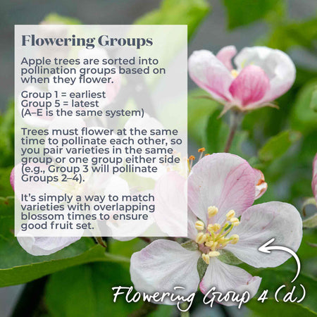 Apple Tree 'Ashmeads Kernal'