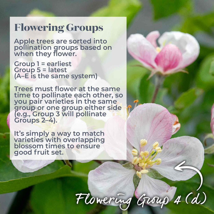 Apple Tree 'Ashmeads Kernal'