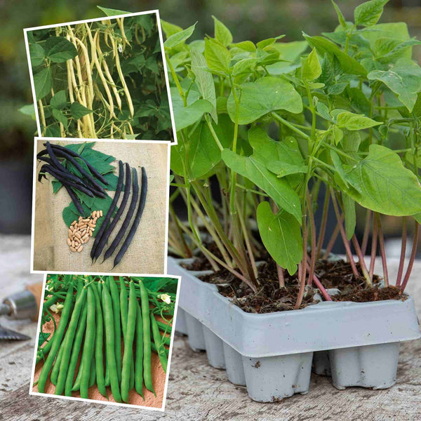 French Bean 'Summer Medley Mix'