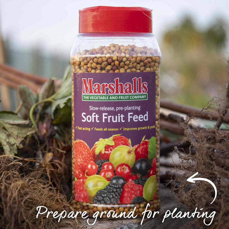 royal sovereign strawberry seeds Strawberry Plant 'Royal Sovereign'