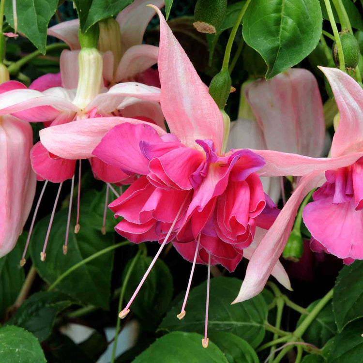 Fuchsia Plant 'Bella Rosella'
