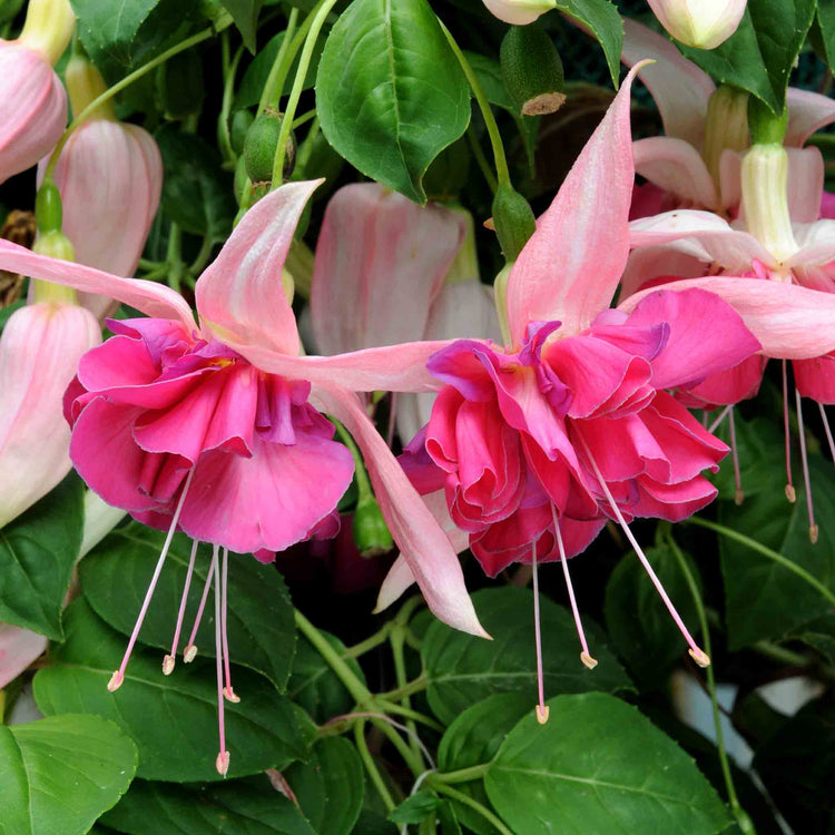 Fuchsia Plant 'Bella Rosella'