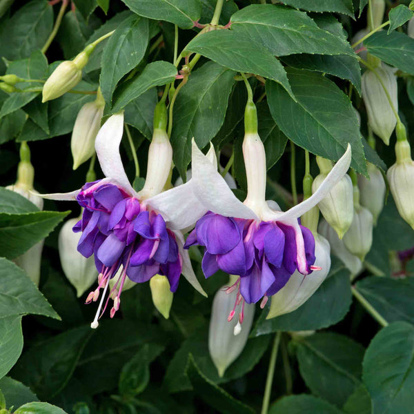 Fuchsia Plant 'Southern Belles Deep Purple'