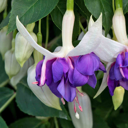 Fuchsia Plant 'Southern Belles Deep Purple'