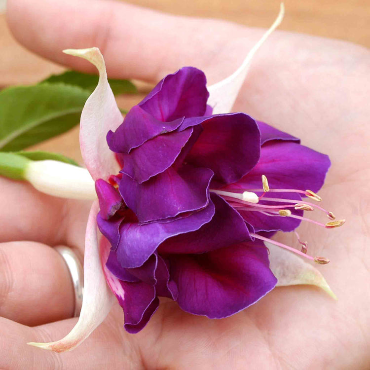 Fuchsia Plant 'Southern Belles Deep Purple'