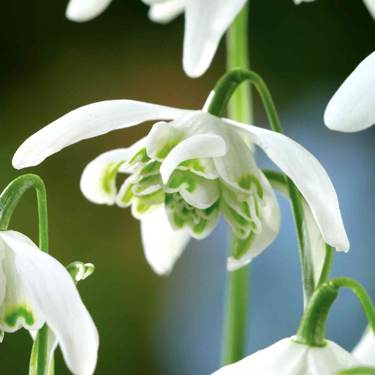 Double Snowdrop Bulbs in the Green 'Flore Pleno'