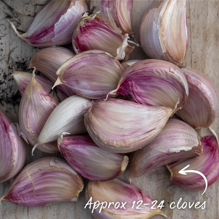 Garlic Cloves 'Blushing Beauty'