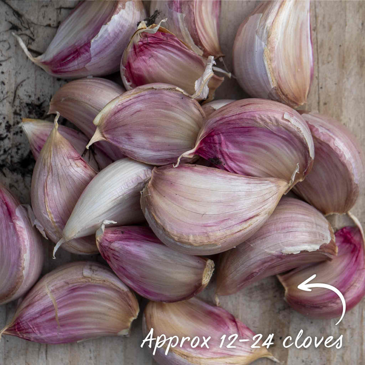 Garlic Cloves 'Blushing Beauty'