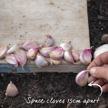 Autumn Planting Garlic 'Morado'