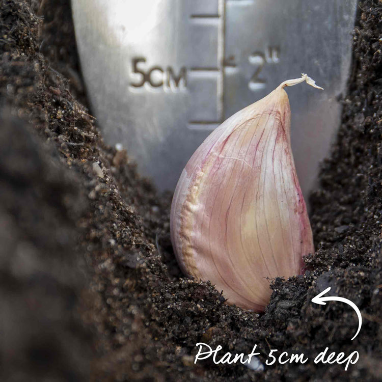 Autumn Planting Garlic 'Morado'