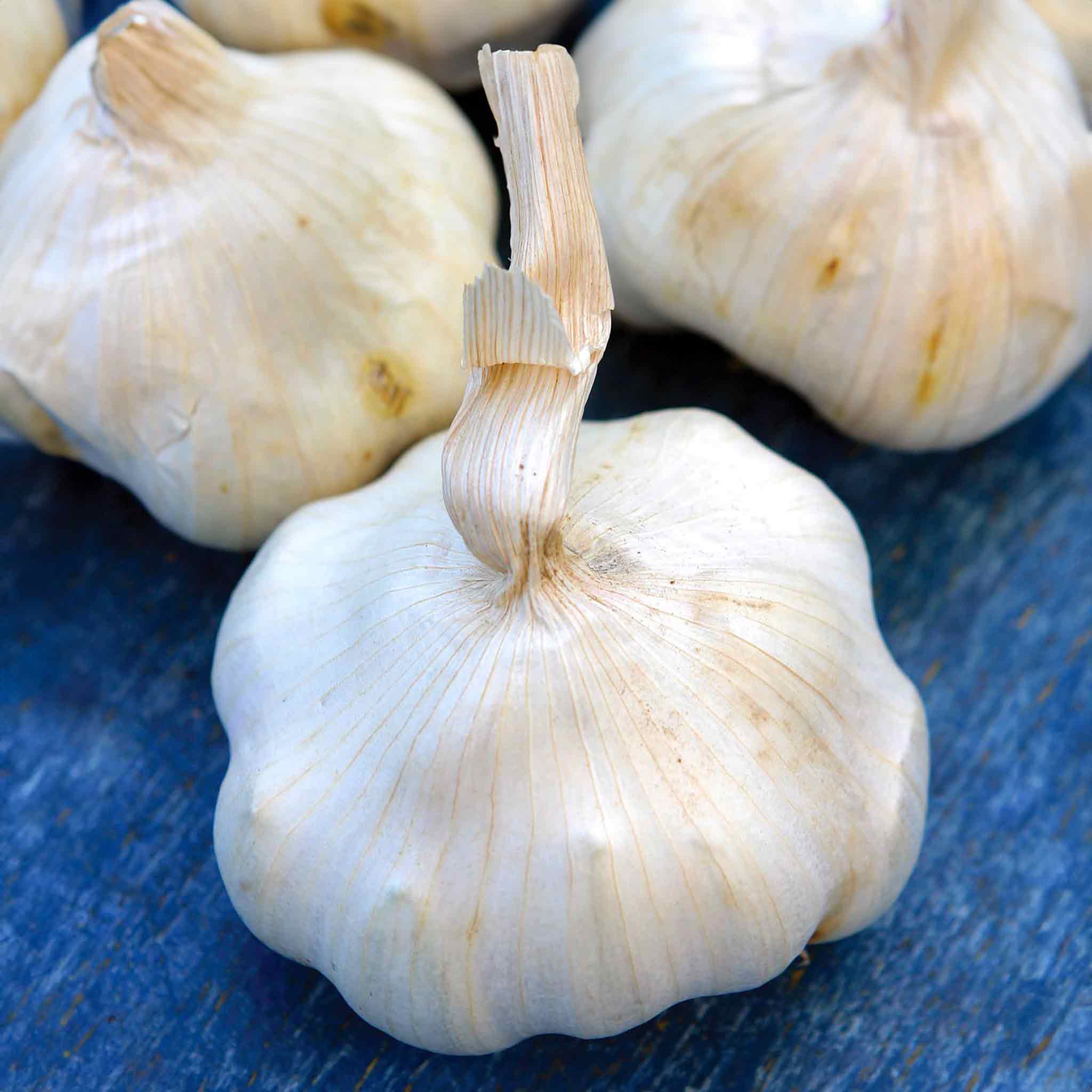 Autumn Planting Garlic Cloves Provence Wight