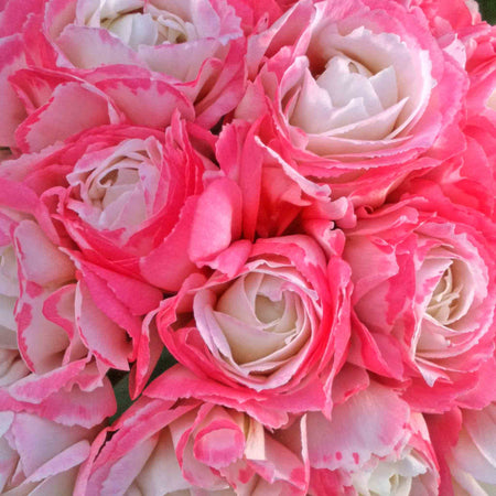 Geranium Plant 'Apple Blossom'