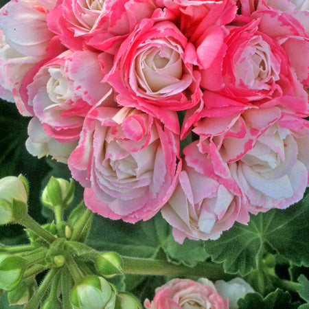 Geranium Plant 'Apple Blossom'