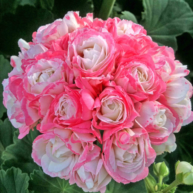 Geranium Plant 'Apple Blossom'