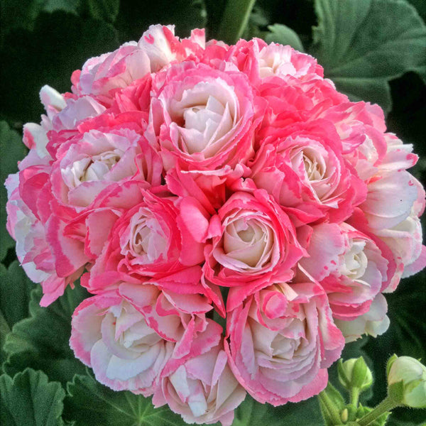 Geranium Plant 'Apple Blossom'
