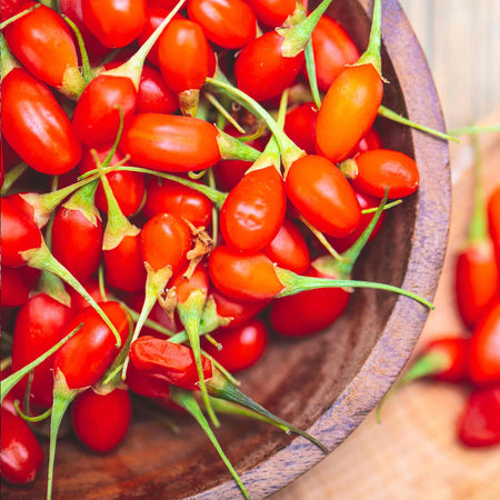 Goji Berry x1
