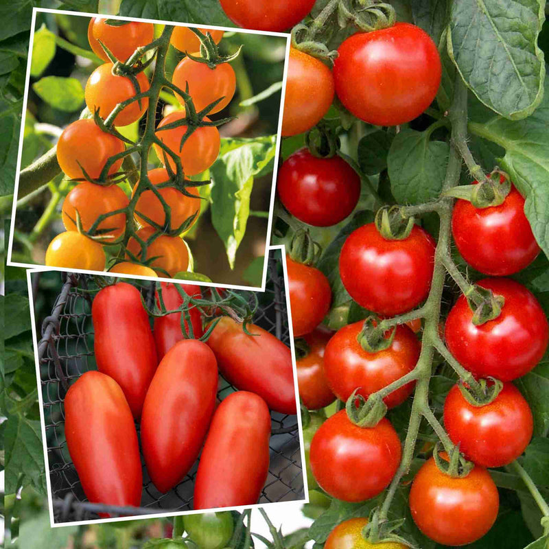 Grafted Cordon Tomato Plant Taster Pack