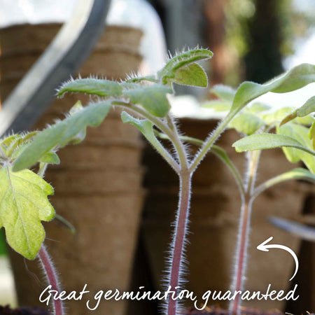 Tomato Seeds 'Gourmansun' F1