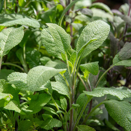 Sage Plant 'Salvia Officianalis'