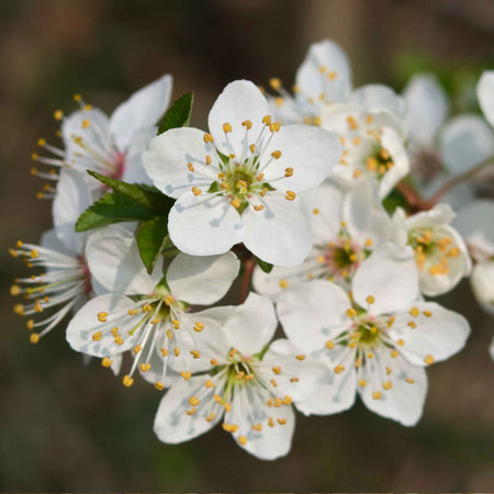 Plum 'Victoria'