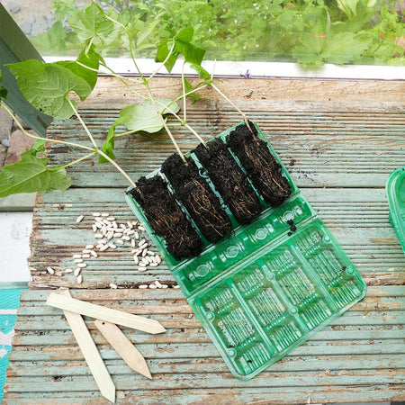 Visiroot Deep Cell Kit + Sweet Pea Seeds Duo Pack