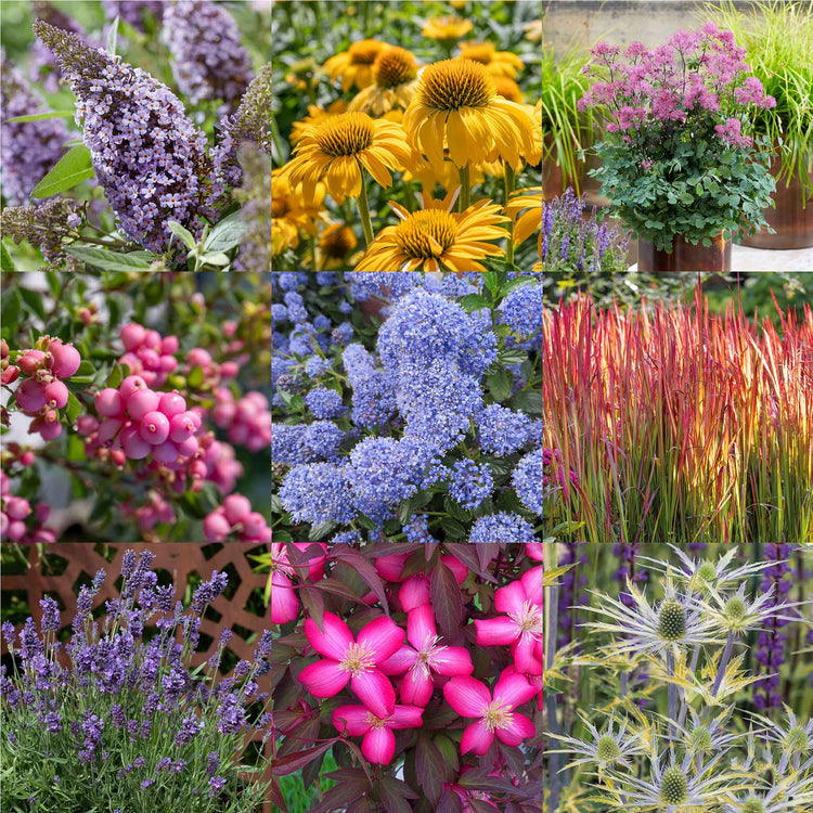 Marshalls Garden 'Nurseryman's Selection'