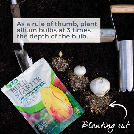 Allium Bulbs 'Globemaster'